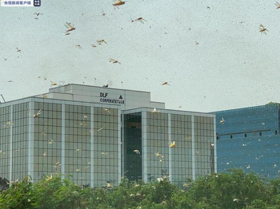 來勢洶洶！印度首都多地出現(xiàn)大量蝗蟲群 政府高度戒備(圖1)