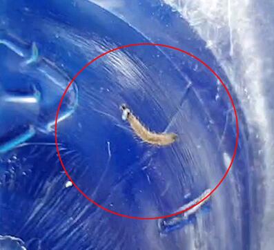 韓國(guó)多地自來(lái)水現(xiàn)幼蟲(chóng)樣生物 究竟是怎么回事(圖5) 韓國(guó)多地自來(lái)水現(xiàn)幼蟲(chóng)樣生物 究竟是怎么回事(圖5)