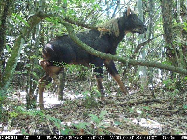 快看！蓮都峰源省級(jí)自然保護(hù)區(qū)首次拍到“四不像”