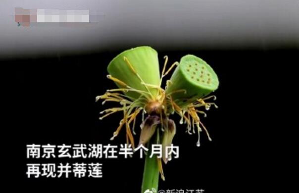 怒了！南京玄武湖并蒂蓮被游客摘下是怎么回事？(圖2)