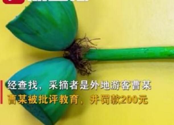 怒了！南京玄武湖并蒂蓮被游客摘下是怎么回事？