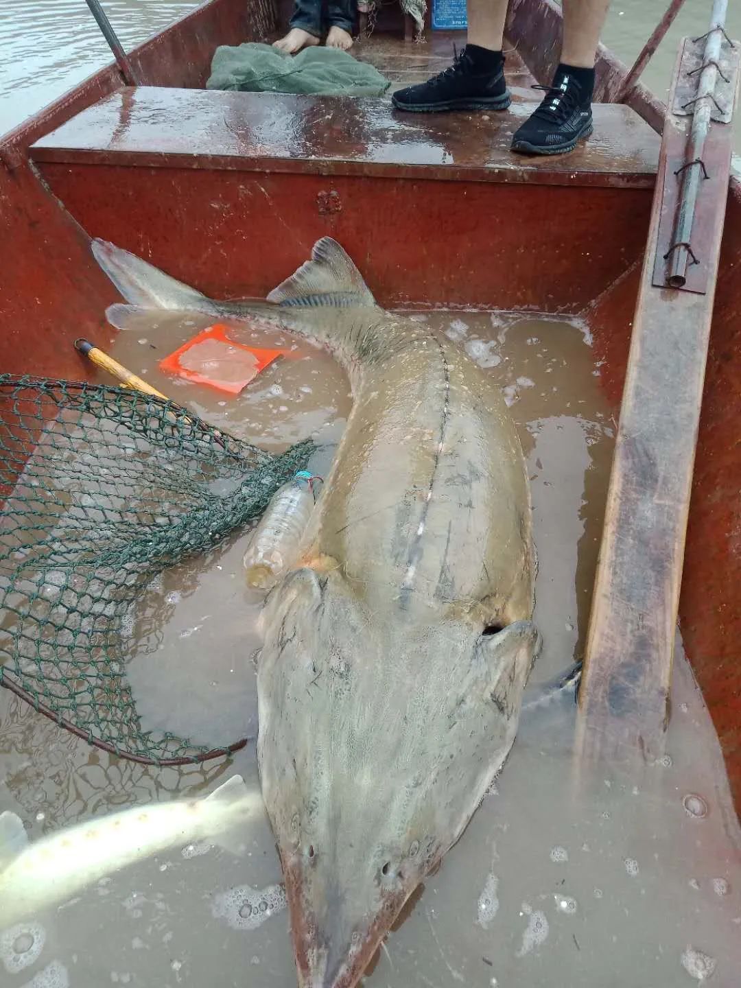 暴雨過后，上千萬斤養(yǎng)殖大型鱘魚從甘肅流入廣元…