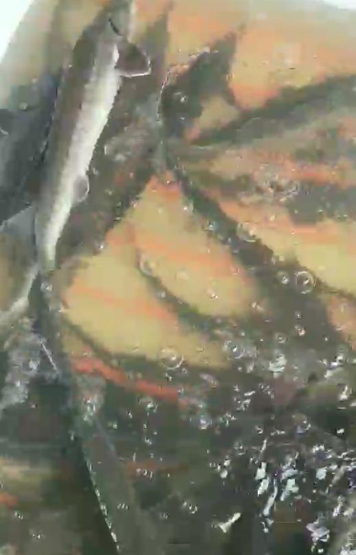 暴雨過(guò)后，上千萬(wàn)斤養(yǎng)殖大型鱘魚從甘肅流入廣元…(圖2)